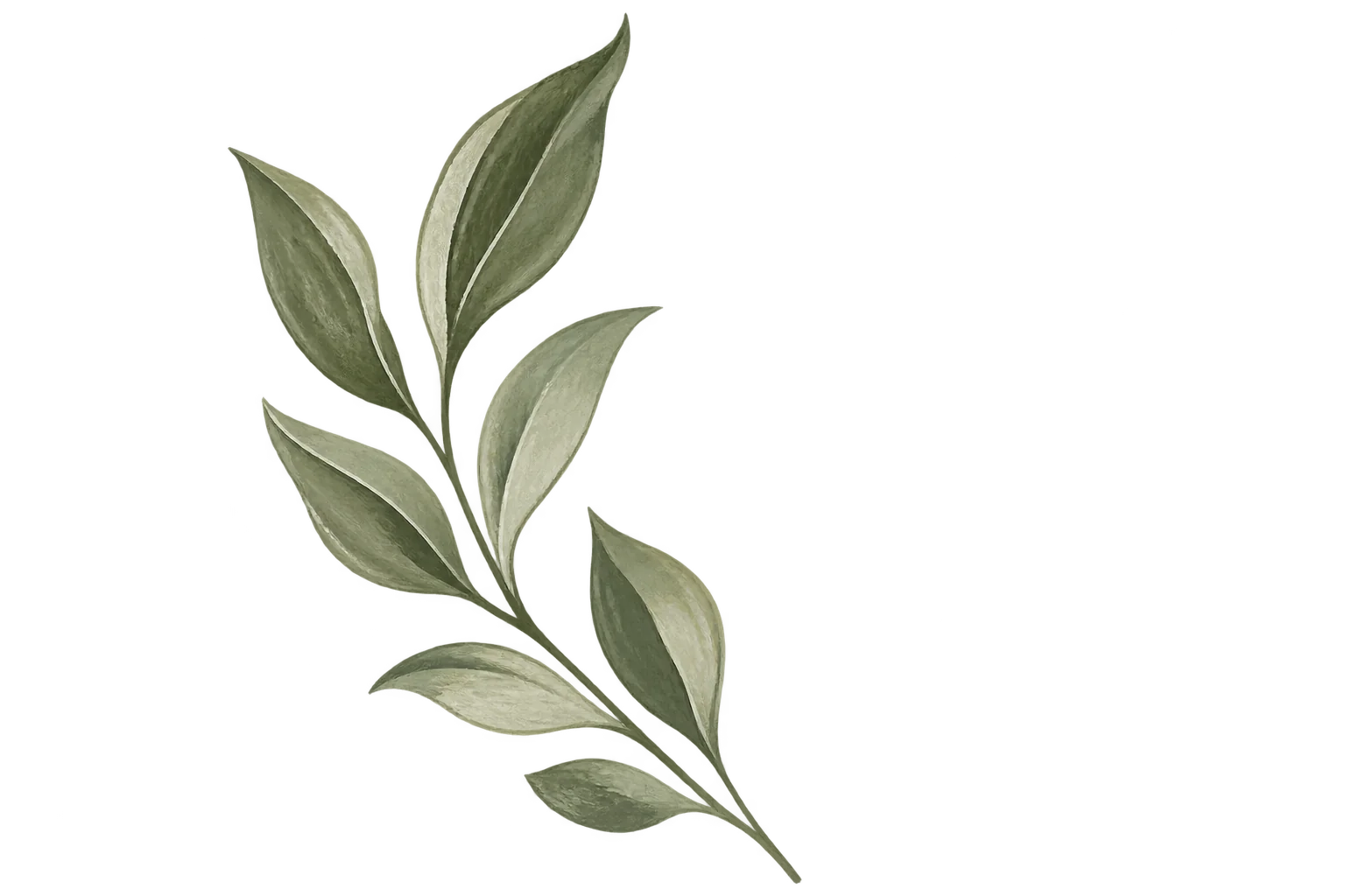botanical leaf illustration